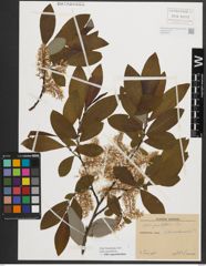 Foto von Salix appendiculata Vill.